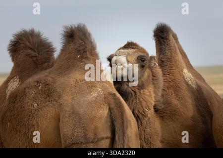 Cammelli provenienti dall'area del deserto del Gobi nel loro ambiente naturale Foto Stock