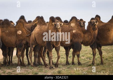 Cammelli provenienti dall'area del deserto del Gobi nel loro ambiente naturale Foto Stock