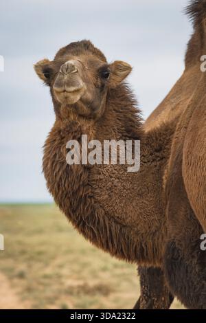 Cammelli provenienti dall'area del deserto del Gobi nel loro ambiente naturale Foto Stock
