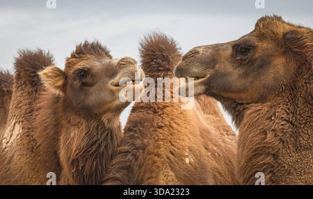 Cammelli provenienti dall'area del deserto del Gobi nel loro ambiente naturale Foto Stock