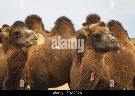 Cammelli provenienti dall'area del deserto del Gobi nel loro ambiente naturale Foto Stock