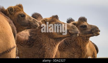 Cammelli provenienti dall'area del deserto del Gobi nel loro ambiente naturale Foto Stock