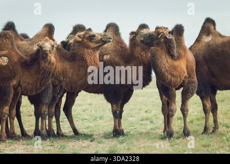 Cammelli provenienti dall'area del deserto del Gobi nel loro ambiente naturale Foto Stock