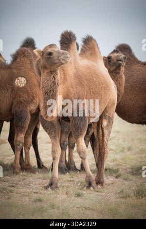 Cammelli provenienti dall'area del deserto del Gobi nel loro ambiente naturale Foto Stock