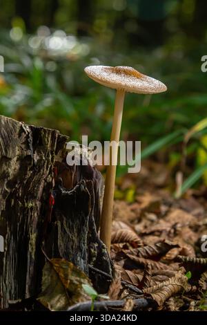 La crescita fungina di Oudemansiella radicata emerge da un ceppo in decadenza circondato da fogliame naturale, mostrando in primo piano il suo caratteristico cappuccio e stelo Foto Stock
