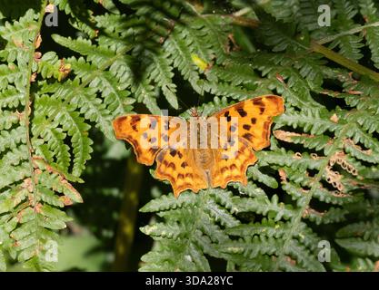 Comma Butterfly (Polygonia c-album) Lullingstone Country Park, Kent Regno Unito Foto Stock