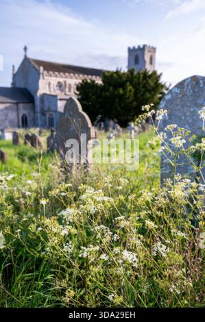 Lapidi ricoperte di fiori selvatici nella St Margaret's Church, Cley. Foto Stock