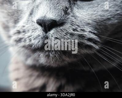 primo piano estremo di museruola e baffi grigi Foto Stock