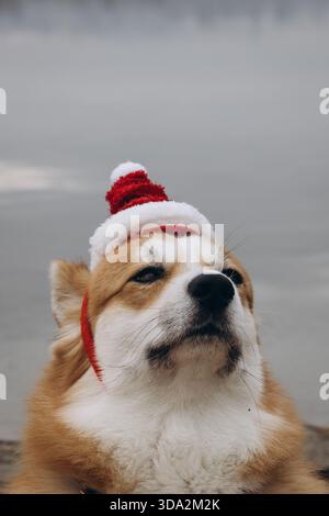 Primo piano Ritratto di Corgi festivo che indossa un cappello di Babbo Natale all'aperto Foto Stock
