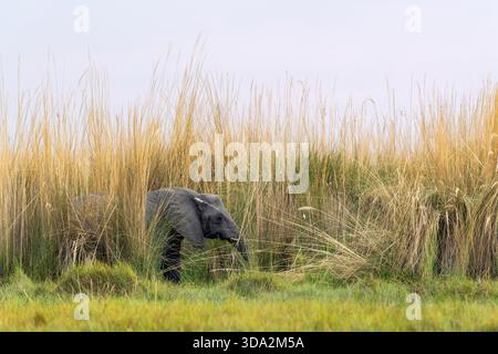 Grande elefante africano nel mezzo dell'erba Napier alta o dell'erba elefante durante una giornata calda nel delta dell'Okavango nella riserva di Moremi, in Botswana Foto Stock