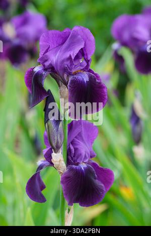 Iris Sable, Iris germanica Sable, barba alta, fiori con standard viola profondi, cascate viola scuro, barbe viola con punta arancione Foto Stock
