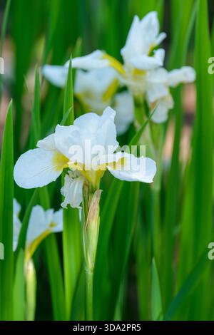 Iris Sibirica Alba, Iris siberiano Sibirica Alba, fiori bianchi con in tarda primavera Foto Stock