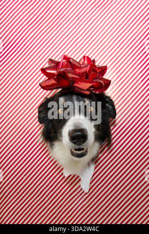 Cucciolo che festeggia natale, san valentino o compleanno sbirciando su una carta decorativa strappata. Foto Stock