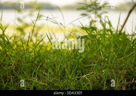 foto ravvicinata di una vibrante erba verde ricoperta di goccioline d'acqua. Foto Stock