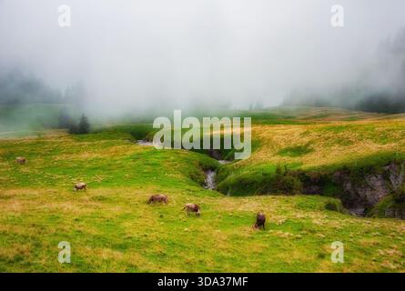 Mucche pascolano in un campo alpino in una nebbiosa giornata d'autunno, Svizzera Foto Stock