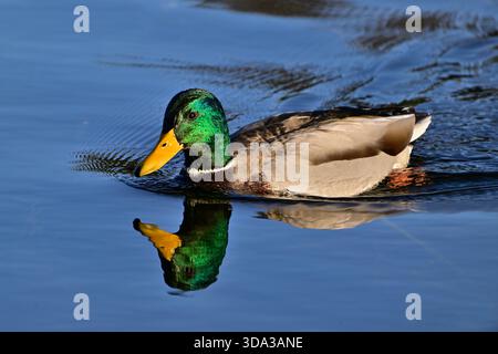 Un maschio adulto Mallard Duck "Anas platyrhynchos", che nuota nelle acque calme di un laghetto di castoro isolato nella campagna Alberta Canada. Foto Stock