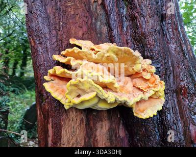 Chicken of the Woods (Laetiporus sulfureus) è un brillante fungo giallo-arancio da mensola, commestibile quando è giovane, con consistenza e sapore carnoso che ricorda chic Foto Stock
