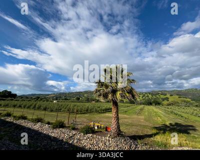 Palme e olivo nella Capay Valley della California Foto Stock