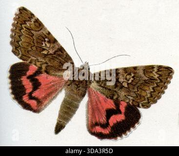 Dark Cremson Underwing Catocala sponsa, (libro di zoologia, 1922), Großes Eichenkarmin Foto Stock