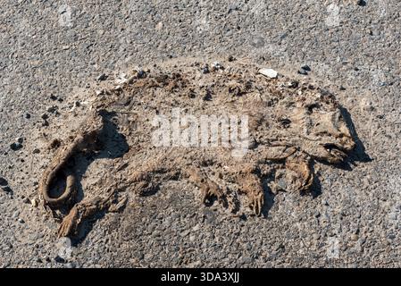 Opossum morto sul lato di un'autostrada nella San Joaquin Valley, Californina, USA. Foto Stock