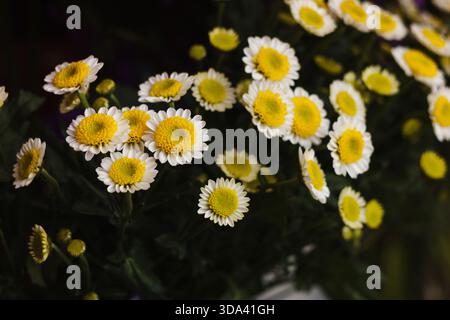 Un bouquet di piccoli crisantemi giallo-bianco (Chrysanthemum indicum) catturati in luce naturale con i colori luminosi e le ombre tenui Foto Stock