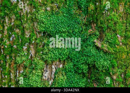 Vecchio muro in pietra nella stagione delle piogge con sfondo di muschio verde Foto Stock