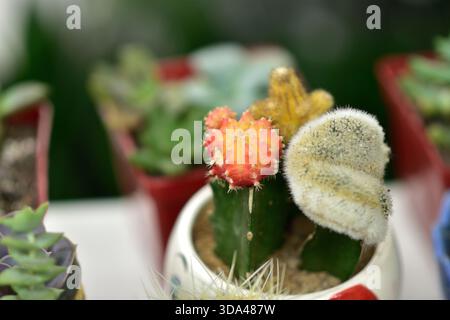 Primo piano di cactus colorati in piccole pentole, con un cactus innestato rosso e giallo e un cactus bianco fuzzy. Foto Stock