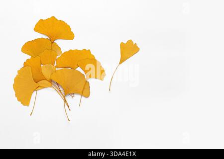 Foglie di ginkgo secco giallo dorato disposte esteticamente su sfondo bianco. Foto Stock