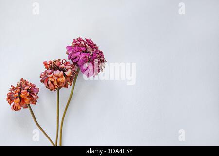 Primo piano di un fiore rosa essiccato con petali sparsi su sfondo bianco. Foto Stock