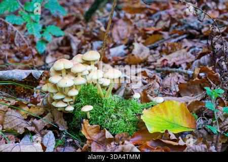 Piccoli funghi giallo zolfo si ergono in gruppi di muschio umido alla base di un tronco, i tappi vivaci sembrano luminosi e scomodi e il cerotto spicca aga Foto Stock