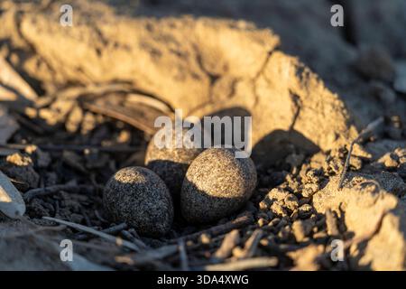 Tre uova di Dotterel dalla parte nera (Elseyornis melanops) deposte nel nido sul bordo della pozza d'acqua, Coopers Creek, Queensland occidentale Foto Stock
