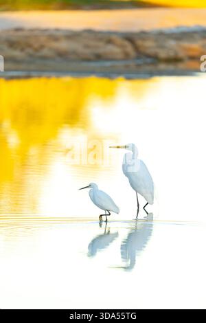 Grande egret (Ardea alba) e egret di bestiame (Bubulcus ibis) in acqua con riflessi. Coopers Creek, Queensland occidentale, Australia Foto Stock
