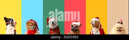 Collage di cani divertenti su sfondo colorato. Festa di Natale Foto Stock