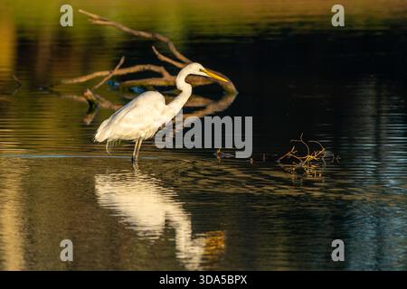 Grande egret (Ardea alba) con preda di stalking riflessivo a Coopers Creek, Queensland occidentale, Australia Foto Stock