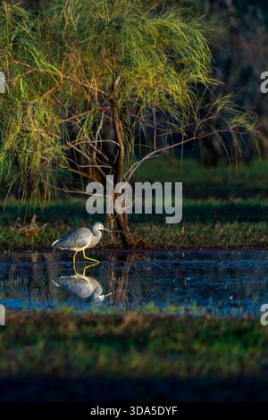 Heron di fronte bianco (Egretta novaehollandiae) che attraversa le zone umide, il lago Dunn nel Queensland occidentale Foto Stock