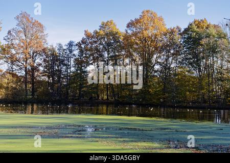 Colori autunnali e alghe su Sandbrack, un lago nel quartiere Kirchwerder di Amburgo. Fuenfhausen, Kirchwerder, Amburgo, Germania Foto Stock