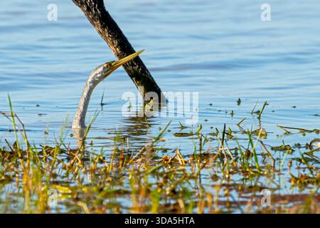 Australasian Darter (Anhinga novaehollandiae) è tipicamente semi sommerso nell'acqua. Lago Dunn, Queensland occidentale, Australia Foto Stock
