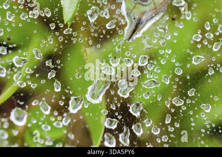 Close up top view gocce di rugiada su spider web in erba di Wolf spider Foto Stock