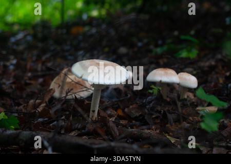 Fungo bianco alto Foto Stock