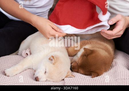 Una giovane coppia sul letto della camera da letto sta giocando con due cuccioli shiba inu e ha messo su di loro il cappello di Babbo Natale, vestendo un cane di Natale Foto Stock