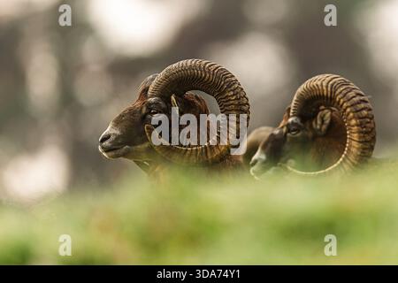 Due arieti musimonici Ovis orientalis al mouflon si trovano dietro una pecora pascolante su un prato ghiacciato all'alba. Foto Stock