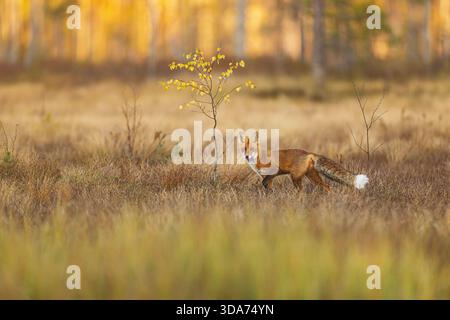 Una volpe rossa diffidente, Vulpes vulpes, si ferma accanto a una piccola betulla su una palude aperta sul bordo dell'acqua. Foto Stock