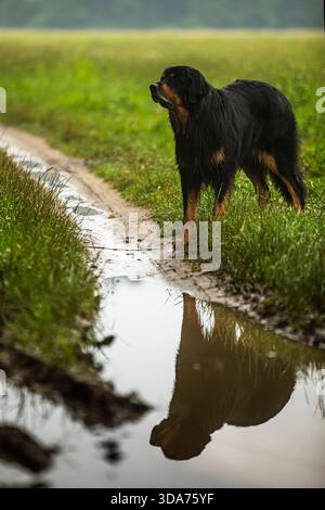 Nero e oro Hovie, cane hovawart in piedi sopra un grande colpo Foto Stock