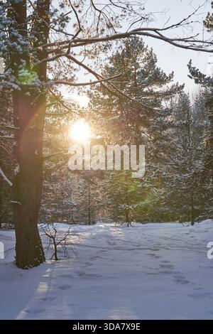 Le orme di un sentiero innevato conducono attraverso alberi alti mentre la calda luce del sole splende tra i tronchi, creando morbide tonalità dorate e lunghe ombre invernali. Foto Stock