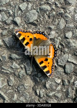 Piccola farfalla con guscio di tartaruga su terreno sassoso Foto Stock