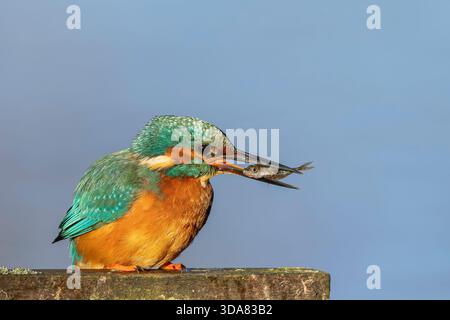 Vista ravvicinata di un uccello kingfisher selvaggio del Regno Unito con un piccolo pesce nel suo conto. Foto Stock