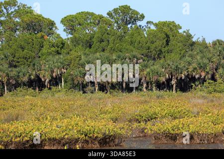 Questo vivace paesaggio mostra il variegato ecosistema di una zona umida della Florida, brulicante di vita e bellezza naturale Foto Stock