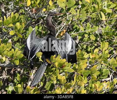 Questo anhinga, noto anche come uccello serpente, è arroccato su un albero con le sue ali allungate, asciugando al sole Foto Stock