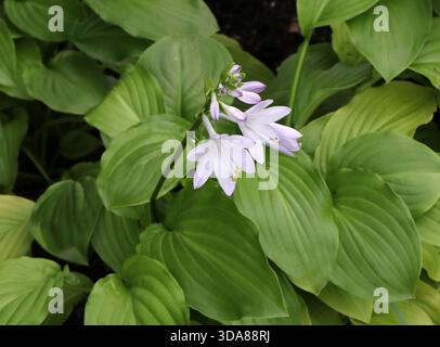Fragrant Plantain Lily o August Lily, Hosta plantaginea 'Honeybells', Asparagaceae. Cina, Asia. Foto Stock