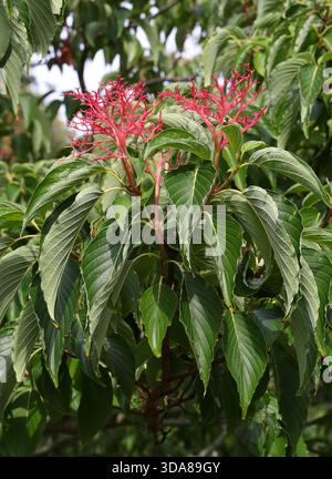 Table Dogwood, Giant Dogwood, o Wedding Cake Tree, Cornus controversa, Cornaceae. Cina, Giappone e Taiwan, Asia. Fogliame e grappolo di frutta in fase di sviluppo Foto Stock